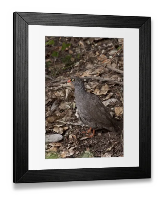 Framed Print : Red billed Spurfowl - Botswana near Savuti Elephant Lodge Framed Print : Red billed Spurfowl - Botswana near Savuti Elephant Lodge
