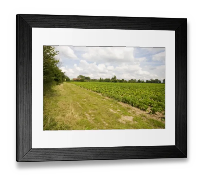 Framed Print : Six meter set a side strip on Suffolk farmland Framed Print : Six meter set a side strip on Suffolk farmland