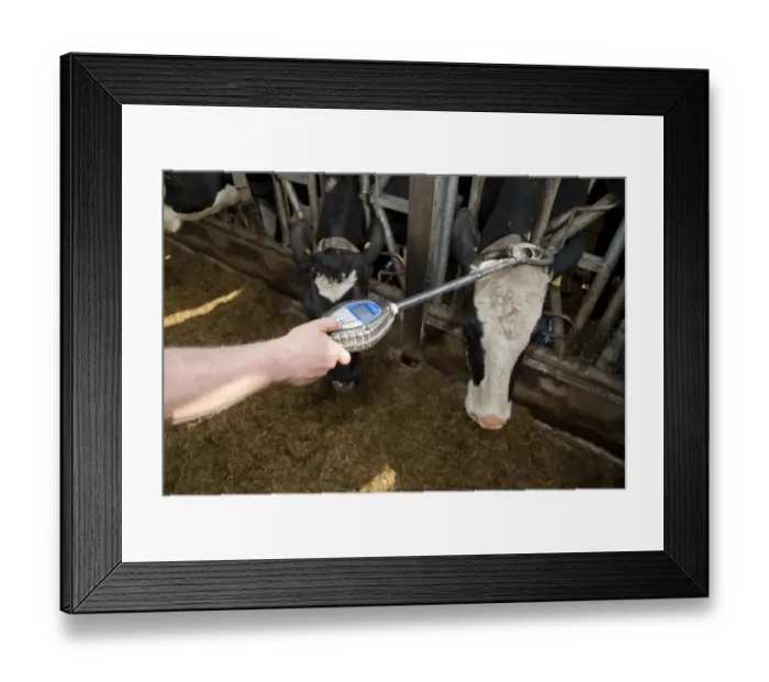 Framed Print : Dairy farming, farmer reading electronic tags on dairy heifers, Scotland, april Framed Print : Dairy farming, farmer reading electronic tags on dairy heifers, Scotland, april