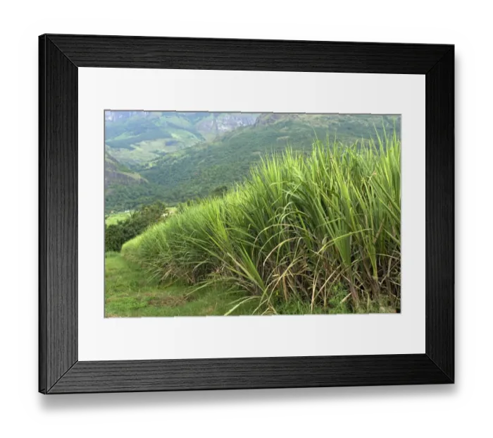Framed Print : Sugarcane (Saccharum officinarum) crop, growing in valley field, Kanthalloor, Western Ghats, Kerala, India Framed Print : Sugarcane (Saccharum officinarum) crop, growing in valley field, Kanthalloor, Western Ghats, Kerala, India