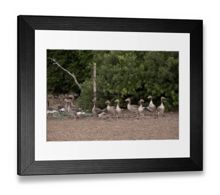 Framed Print : Domesticated grey lag geese in farm yard situation