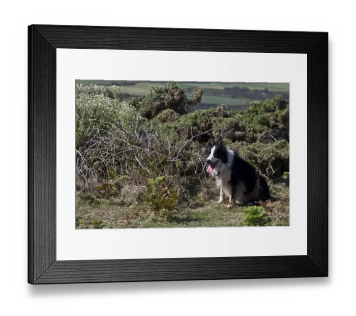 Framed Print : Border Collie sheep dog waits for commards Framed Print : Border Collie sheep dog waits for commards