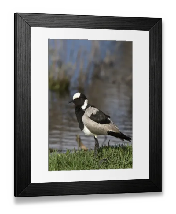 Framed Print : The Blacksmith Lapwing or Blacksmith Plover (Vanellus armatus) occurs commonly from Kenya through central Tanzania to