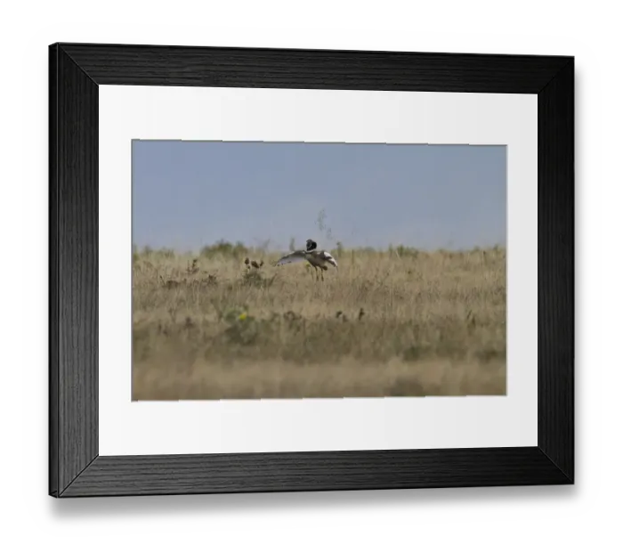 Framed Print : Displaying Male Little Bustard, Extremadura, Spain Framed Print : Displaying Male Little Bustard, Extremadura, Spain