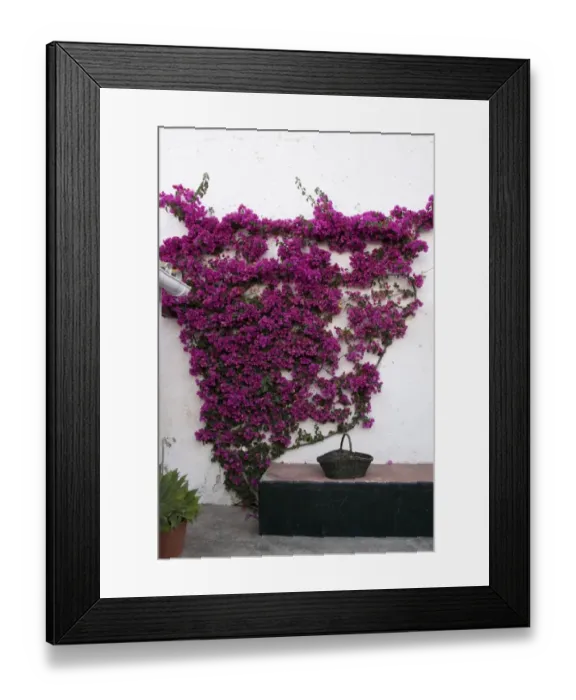 Framed Print : Bougainvilleas are popular ornamental plants in most areas with warm climates Framed Print : Bougainvilleas are popular ornamental plants in most areas with warm climates