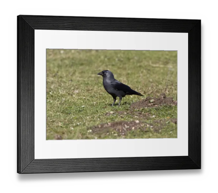 Framed Print : Jackdaw looking for food in field Framed Print : Jackdaw looking for food in field