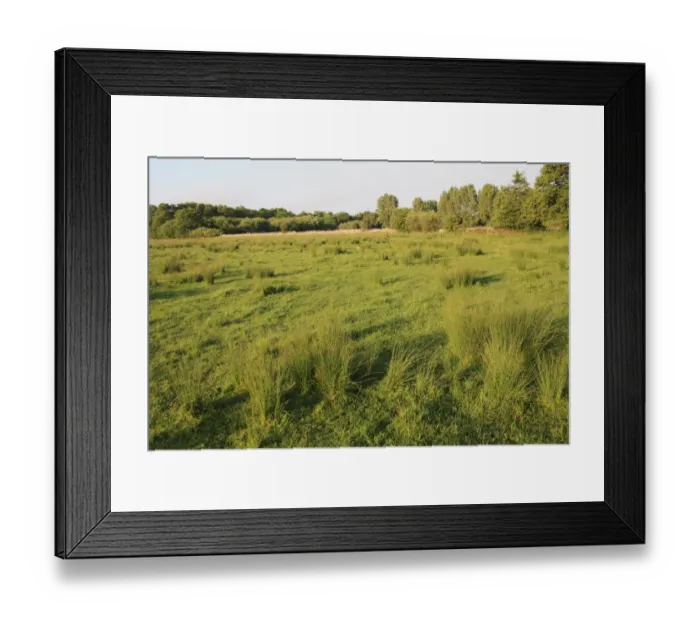 Framed Print : View of rushes growing in wet fen meadow habitat, Little Ouse Headwaters Project, The Lows, Blo Norton Framed Print : View of rushes growing in wet fen meadow habitat, Little Ouse Headwaters Project, The Lows, Blo Norton