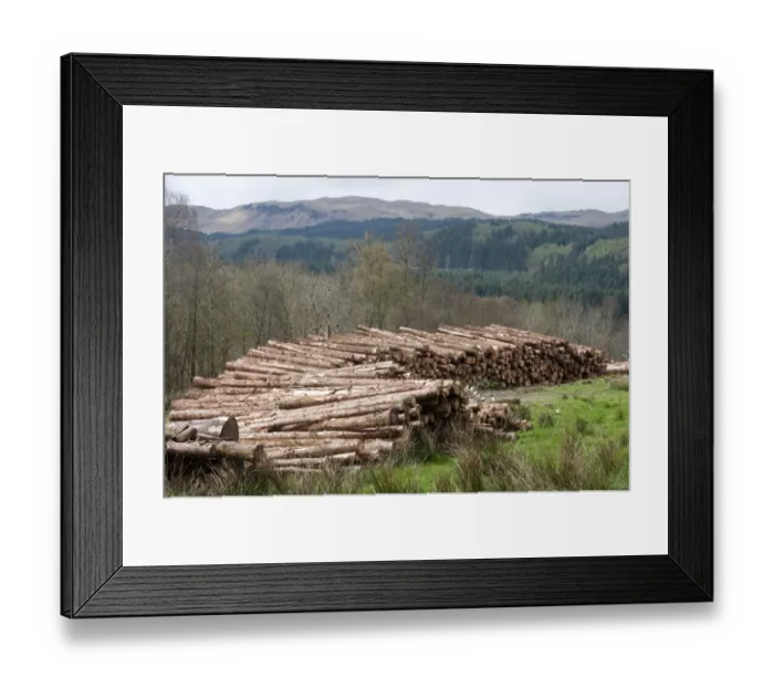 Framed Print : Cut conifer timber, Inverary Castle, Argyll and Bute, Scotland, april Framed Print : Cut conifer timber, Inverary Castle, Argyll and Bute, Scotland, april