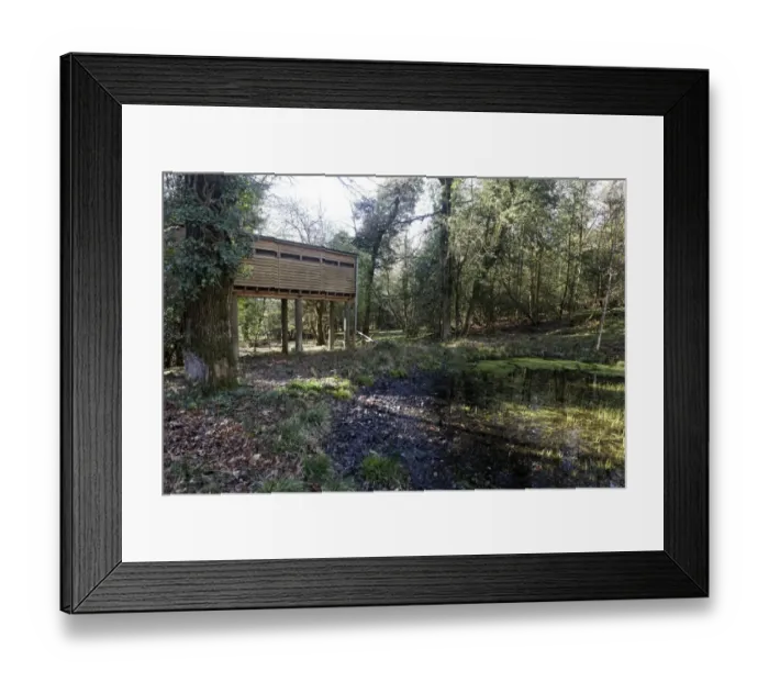 Framed Print : Raised hide at edge of pond in deciduous woodland, Campbell Hide, Nagshead RSPB Reserve, Forest of Dean Framed Print : Raised hide at edge of pond in deciduous woodland, Campbell Hide, Nagshead RSPB Reserve, Forest of Dean