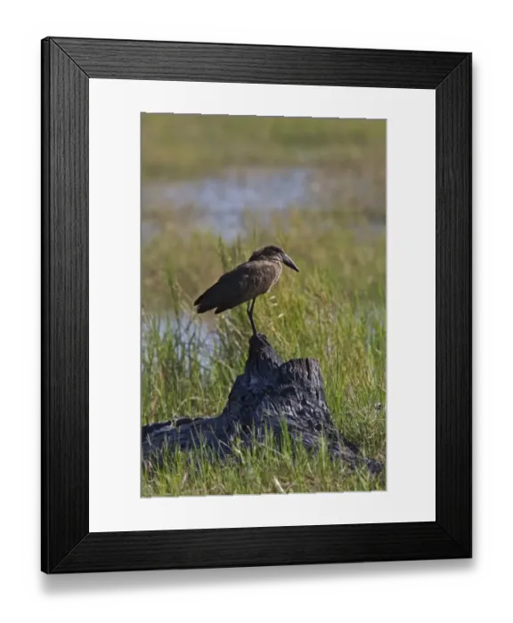 Framed Print : The Hamerkop (Scopus umbretta), also known as Hammerkop, Hammerkopf, Hammerhead, Hammerhead Stork, Umbrette Framed Print : The Hamerkop (Scopus umbretta), also known as Hammerkop, Hammerkopf, Hammerhead, Hammerhead Stork, Umbrette