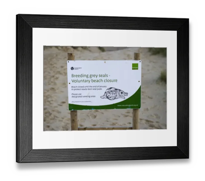 Framed Print : Breeding Grey Seals, Voluntary Beach Closure sign on beach near seal colony, Winterton, Norfolk, England, december Framed Print : Breeding Grey Seals, Voluntary Beach Closure sign on beach near seal colony, Winterton, Norfolk, England, december