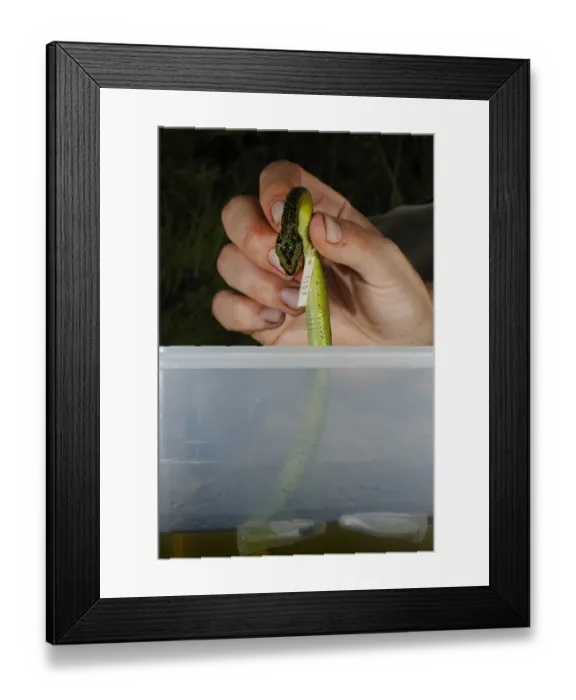 Framed Print : Researcher storing alcohol preserved Nitsches Bush Viper (Atheris nitschei) dead specimen in ethanol Framed Print : Researcher storing alcohol preserved Nitsches Bush Viper (Atheris nitschei) dead specimen in ethanol