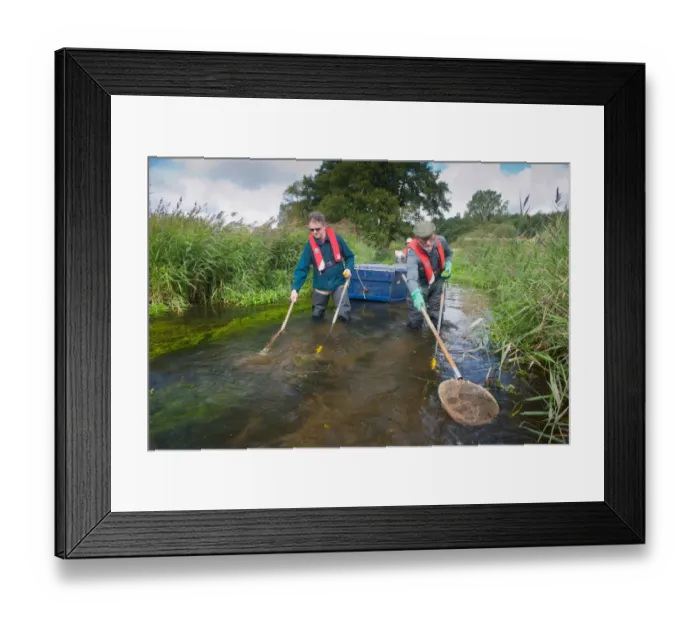 Framed Print : Conservation workers netting river during survey, River Wensum, Norfolk, England, september Framed Print : Conservation workers netting river during survey, River Wensum, Norfolk, England, september