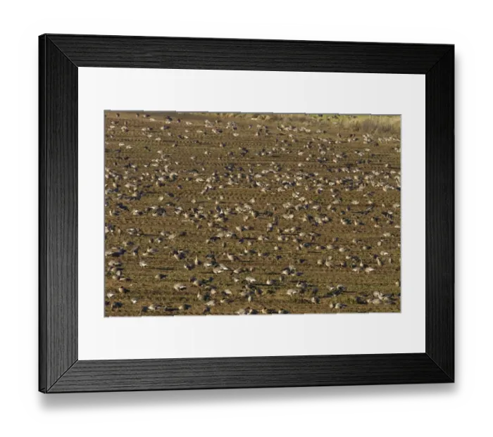 Framed Print : Pink footed geese feeding on newly harvested winter sugar beet field, Brancaster, North Norfolk