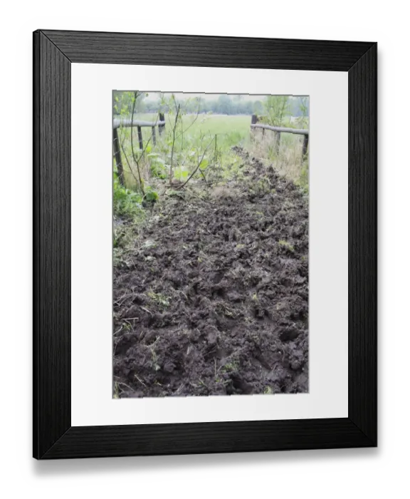 Framed Print : Cattle farming, poaching by cattle in gateway of watermeadow pasture, River Rattlesden, Stowmarket, Suffolk, England Framed Print : Cattle farming, poaching by cattle in gateway of watermeadow pasture, River Rattlesden, Stowmarket, Suffolk, England