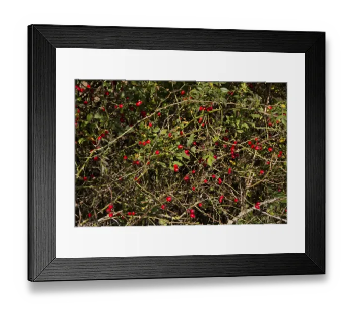 Framed Print : Dog Rose with autumn hips
