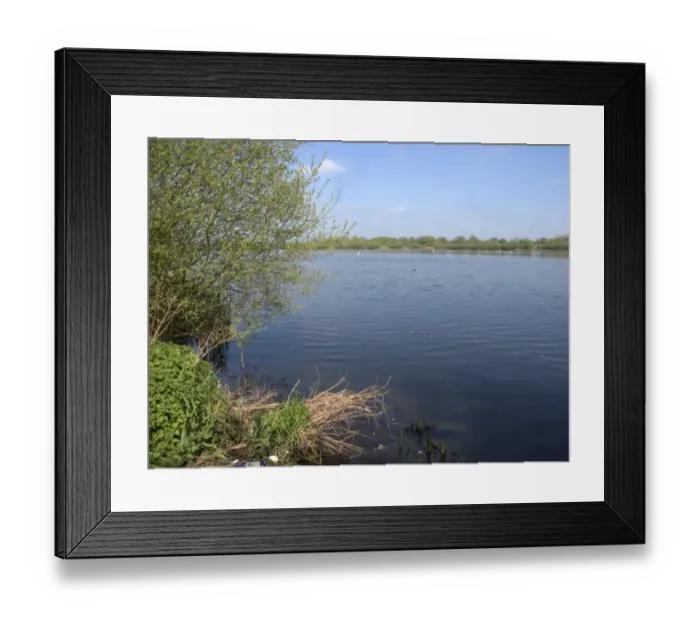 Framed Print : Disused flooded gravel pit habitat, Coton Pools, Tame Valley, Warwickshire, England, april Framed Print : Disused flooded gravel pit habitat, Coton Pools, Tame Valley, Warwickshire, England, april