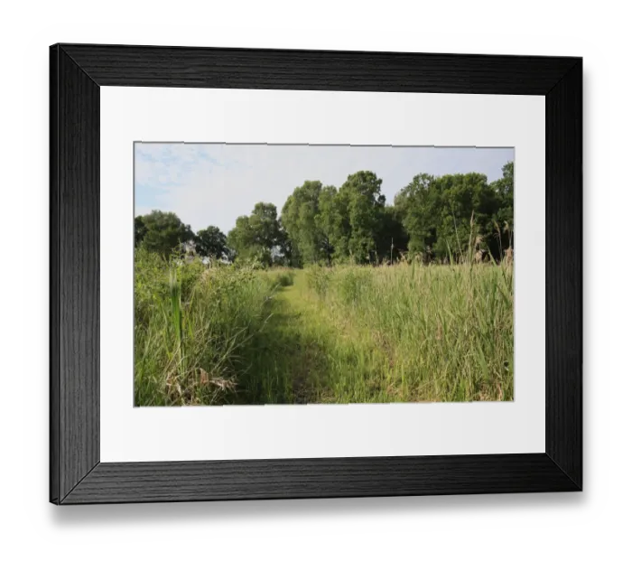 Framed Print : View of path through reedbed habitat, Little Ouse Headwaters Project, Hinderclay Fen, Hinderclay, Little Ouse Valley Framed Print : View of path through reedbed habitat, Little Ouse Headwaters Project, Hinderclay Fen, Hinderclay, Little Ouse Valley