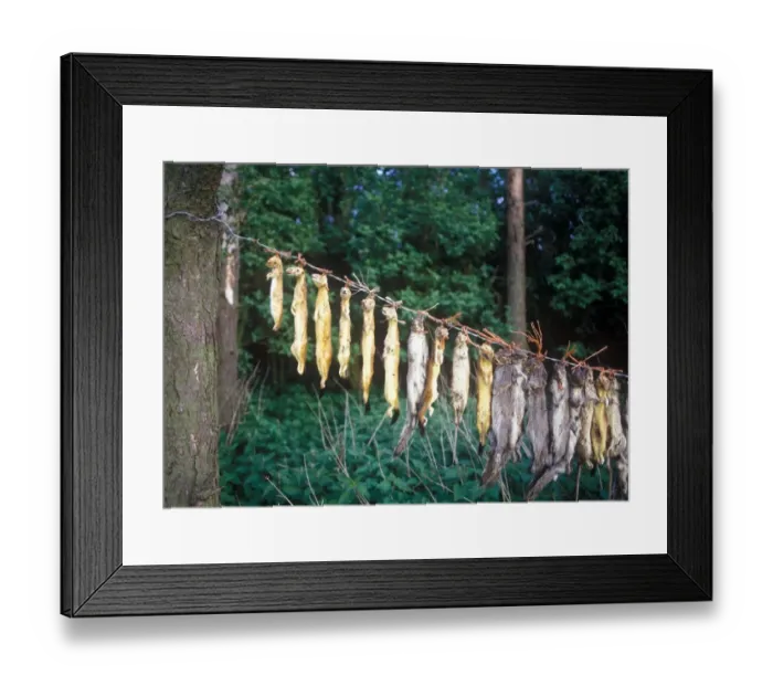 Framed Print : Dead Animals Game Keepers Gibbet Framed Print : Dead Animals Game Keepers Gibbet
