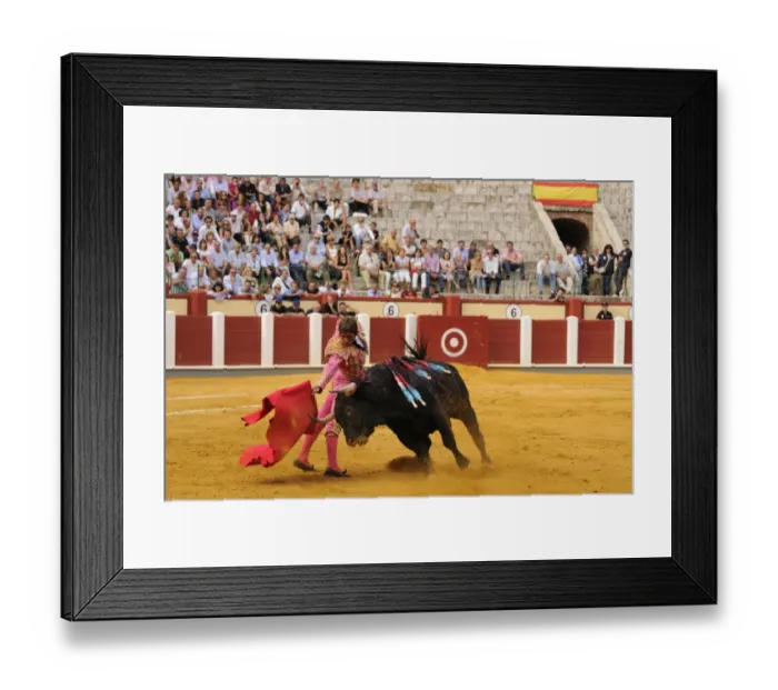 Framed Print : Bullfighting, Matador with muleta, fighting bull impaled with banderillas in bullring Framed Print : Bullfighting, Matador with muleta, fighting bull impaled with banderillas in bullring