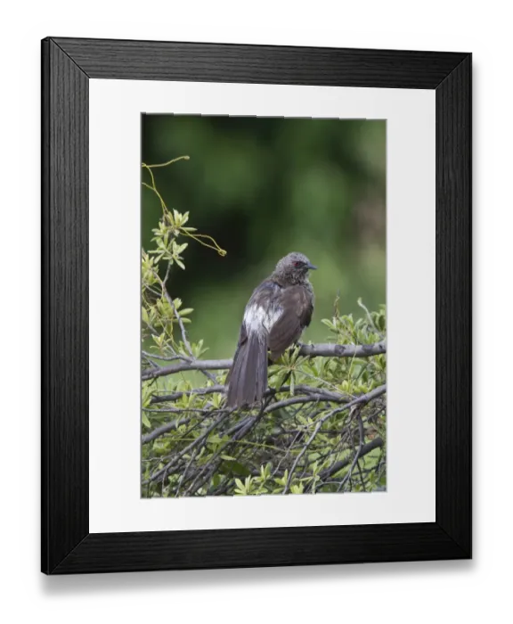 Framed Print : hartlaubs babbler - a locally common resident of the Okavango Delta, Botswana Framed Print : hartlaubs babbler - a locally common resident of the Okavango Delta, Botswana
