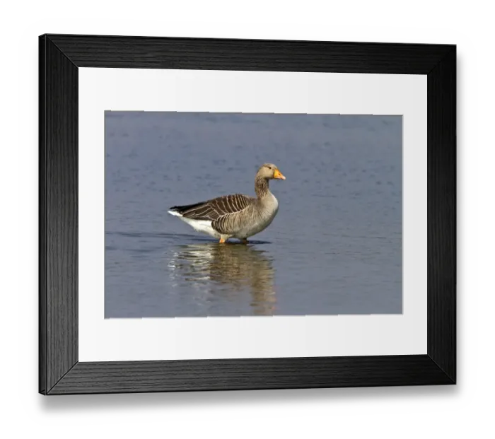 Framed Print : Greylag Goose walking in water - Minsmere Suffolk Framed Print : Greylag Goose walking in water - Minsmere Suffolk
