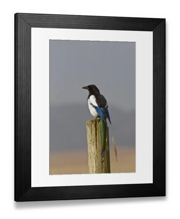 Framed Print : Common Magpie on post at RSPB Minsmere reserve Suffolk Framed Print : Common Magpie on post at RSPB Minsmere reserve Suffolk