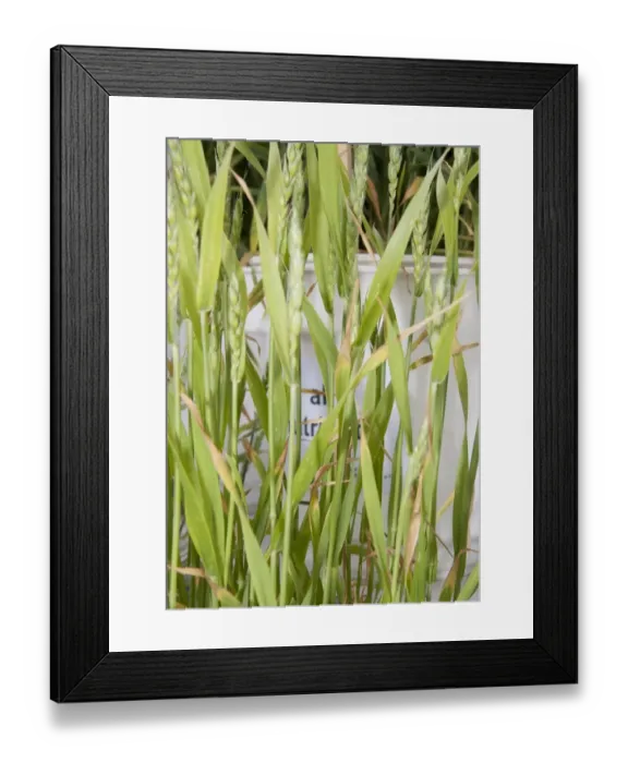 Framed Print : Wheat (Triticum aestivum) sulphur deficiency, close-up of ripening ears Framed Print : Wheat (Triticum aestivum) sulphur deficiency, close-up of ripening ears