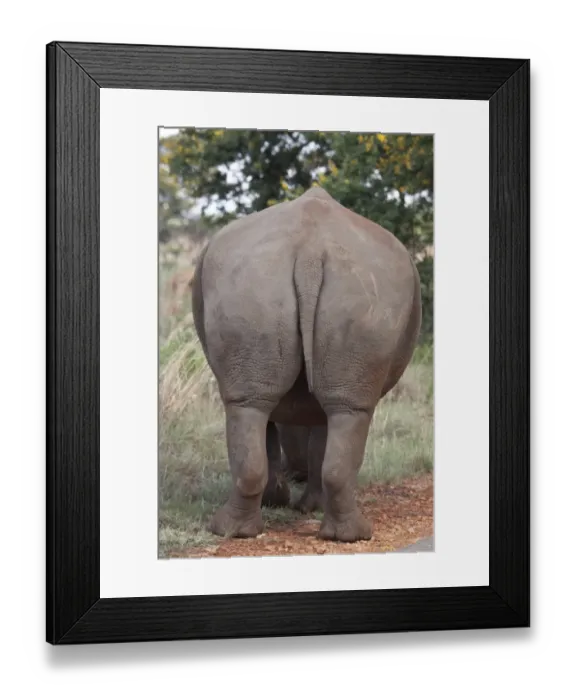 Framed Print : White Rhino tail. Rietvlei Nature Reserve, South Africa Framed Print : White Rhino tail. Rietvlei Nature Reserve, South Africa