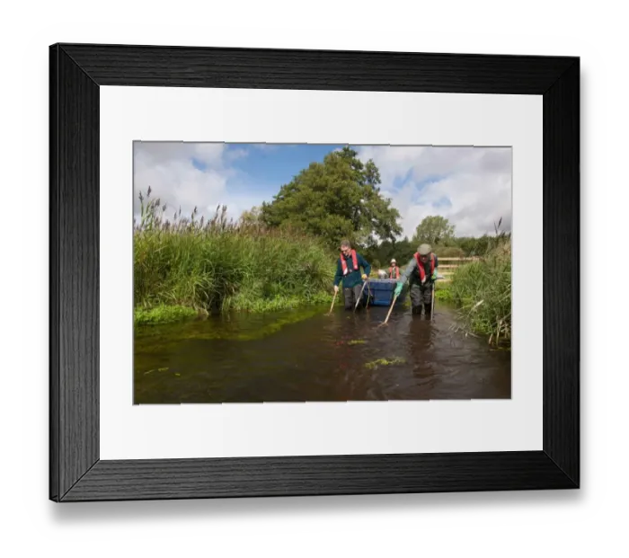 Framed Print : Conservation workers netting river during survey, River Wensum, Norfolk, England, september Framed Print : Conservation workers netting river during survey, River Wensum, Norfolk, England, september