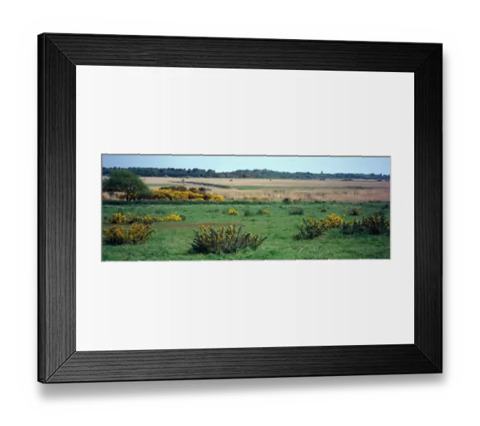 Framed Print : Reserves Gorse and reed beds - Dingle Marshes - looking north to Blythburgh Framed Print : Reserves Gorse and reed beds - Dingle Marshes - looking north to Blythburgh