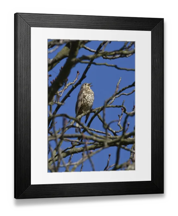 Framed Print : Mistle Thrush singing on winter Horse chestnut tree Framed Print : Mistle Thrush singing on winter Horse chestnut tree