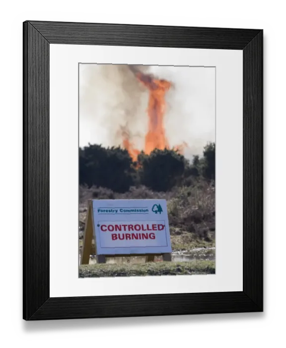Framed Print : Forestry Commission, Controlled Burning sign, controlled burning of heathland vegetation, New Forest, Hampshire Framed Print : Forestry Commission, Controlled Burning sign, controlled burning of heathland vegetation, New Forest, Hampshire
