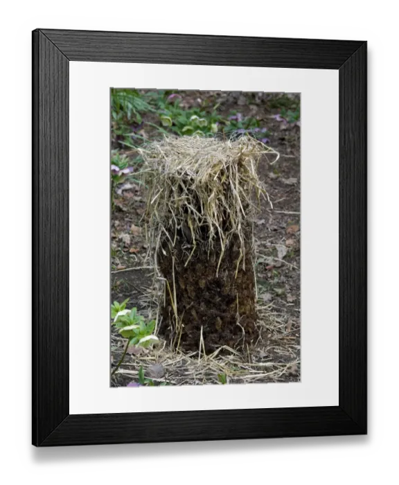 Framed Print : Straw frost protection over Tree Fern (Cyatheales sp. ) in garden, Norfolk, England, march Framed Print : Straw frost protection over Tree Fern (Cyatheales sp. ) in garden, Norfolk, England, march