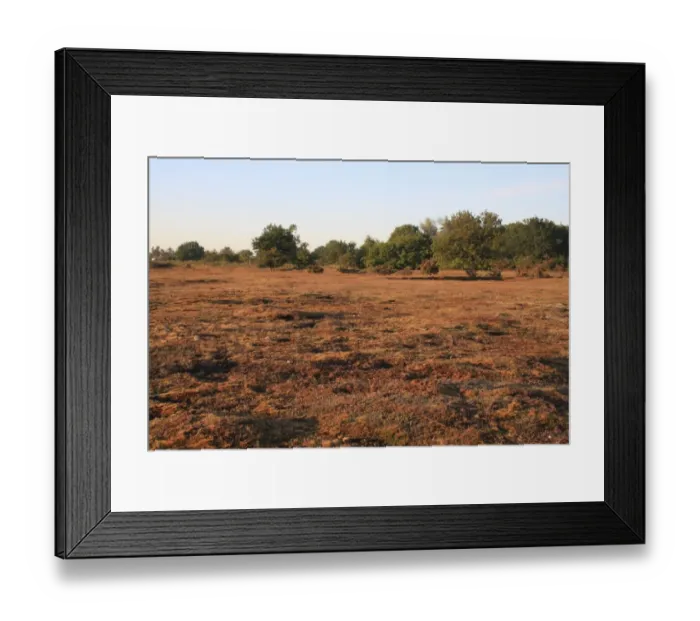 Framed Print : View of lowland heathland reserve habitat at dawn, Wortham Ling, Upper Waveney Valley, Suffolk, England, june Framed Print : View of lowland heathland reserve habitat at dawn, Wortham Ling, Upper Waveney Valley, Suffolk, England, june