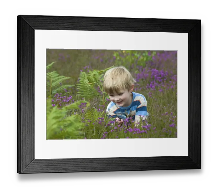 Framed Print : Boy with magnifying glass amongst heather on heathland, North Norfolk, England, july Framed Print : Boy with magnifying glass amongst heather on heathland, North Norfolk, England, july