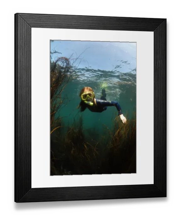 Framed Print : Girl snorkelling over Sea-thong (Himanthalia elongata), Porthnaven, Cornwall, England, september Framed Print : Girl snorkelling over Sea-thong (Himanthalia elongata), Porthnaven, Cornwall, England, september