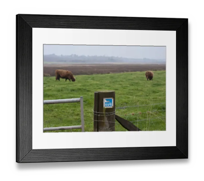 Framed Print : RSPB sign on gatepost, with Highland Cattle grazing on pasture in background, Loch of Kinnordy RSPB Nature Reserve Framed Print : RSPB sign on gatepost, with Highland Cattle grazing on pasture in background, Loch of Kinnordy RSPB Nature Reserve