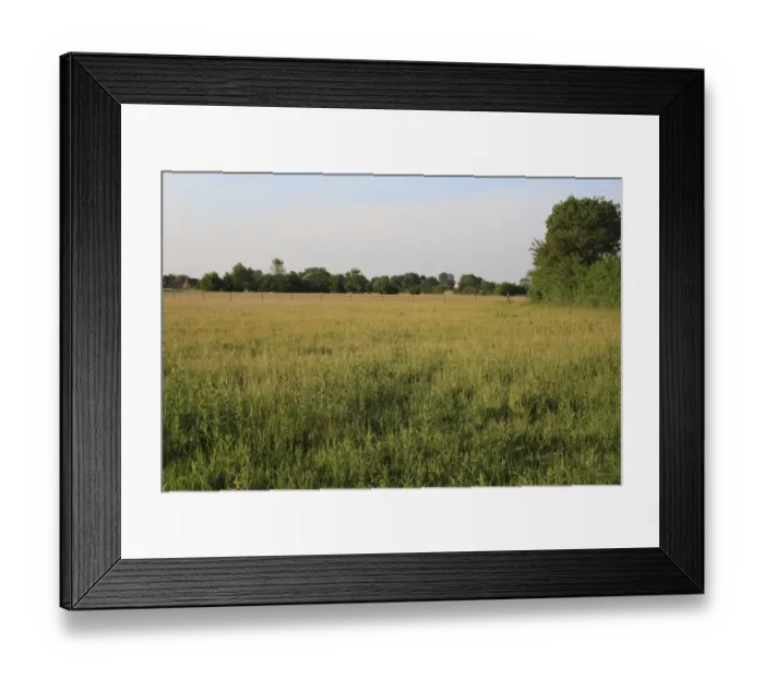 Framed Print : Horse paddock with long grass and hedgerow, Bacton, Suffolk, England, june Framed Print : Horse paddock with long grass and hedgerow, Bacton, Suffolk, England, june