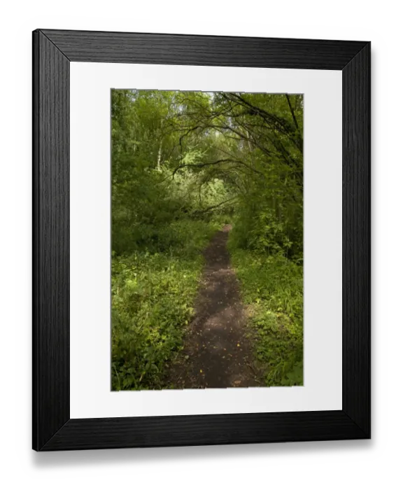Framed Print : Path through wet woodland habitat, Rowsley Sidings, Derbyshire Wildlife Trust Reserve, Derbyshire, England, august Framed Print : Path through wet woodland habitat, Rowsley Sidings, Derbyshire Wildlife Trust Reserve, Derbyshire, England, august