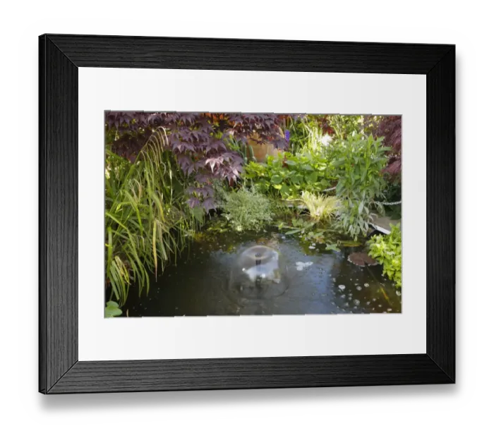 Framed Print : Small pond with fountain in urban garden, Morecambe, Lancashire, England, june Framed Print : Small pond with fountain in urban garden, Morecambe, Lancashire, England, june