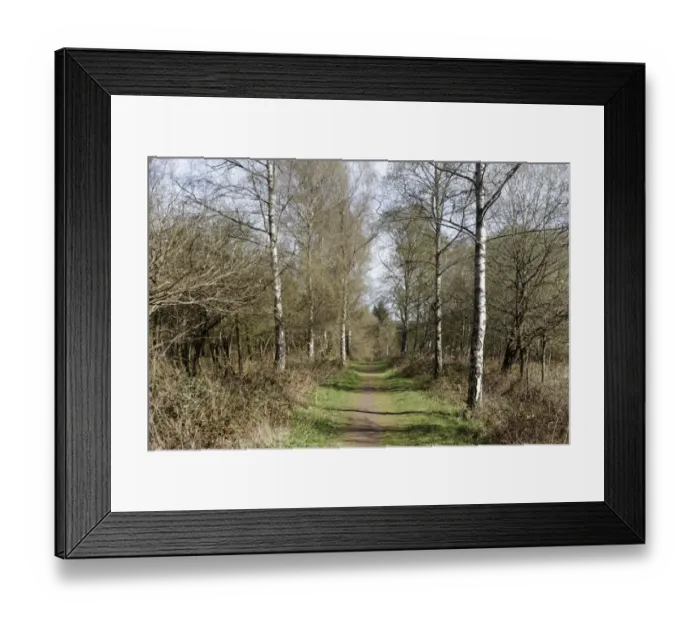 Framed Print : Pathway through deciduous woodland habitat, Nagshead RSPB Reserve, Forest of Dean, Gloucestershire, England, april Framed Print : Pathway through deciduous woodland habitat, Nagshead RSPB Reserve, Forest of Dean, Gloucestershire, England, april