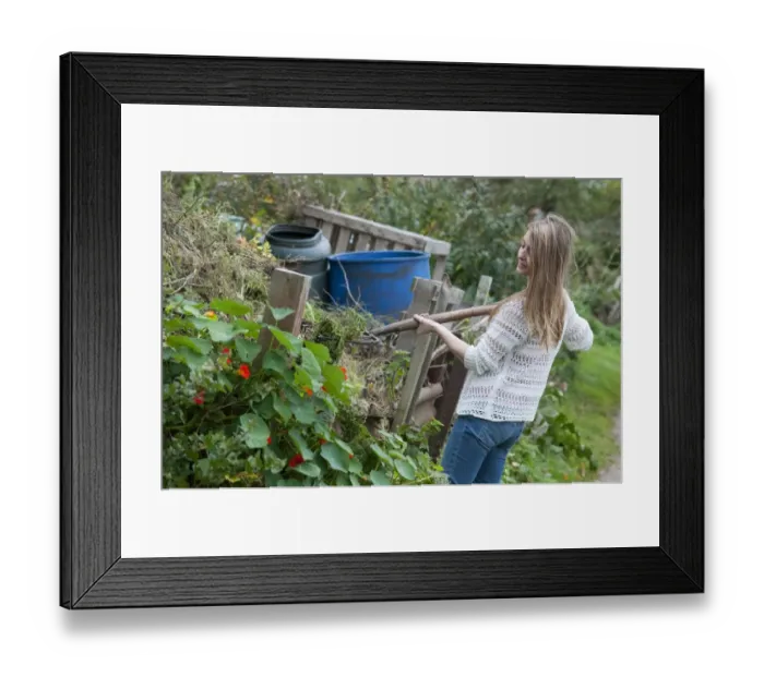 Framed Print : Young female gardener with fork, adding material to compost heap in allotment garden, Norfolk, England, october Framed Print : Young female gardener with fork, adding material to compost heap in allotment garden, Norfolk, England, october
