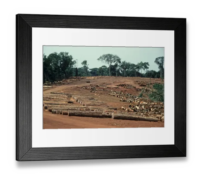 Framed Print : Tropical moist forest destruction, felled tree trunks and logs in logging camp, Upper Guinean Forest, Liberia Framed Print : Tropical moist forest destruction, felled tree trunks and logs in logging camp, Upper Guinean Forest, Liberia