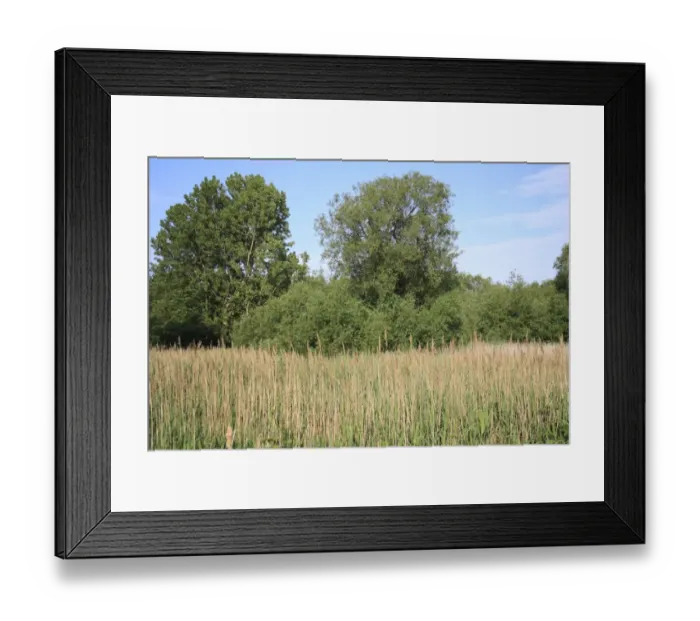 Framed Print : View of reedbed and wet woodland habitat, Little Ouse Headwaters Project, Bettys Fen, Blo Norton, Little Ouse Valley Framed Print : View of reedbed and wet woodland habitat, Little Ouse Headwaters Project, Bettys Fen, Blo Norton, Little Ouse Valley