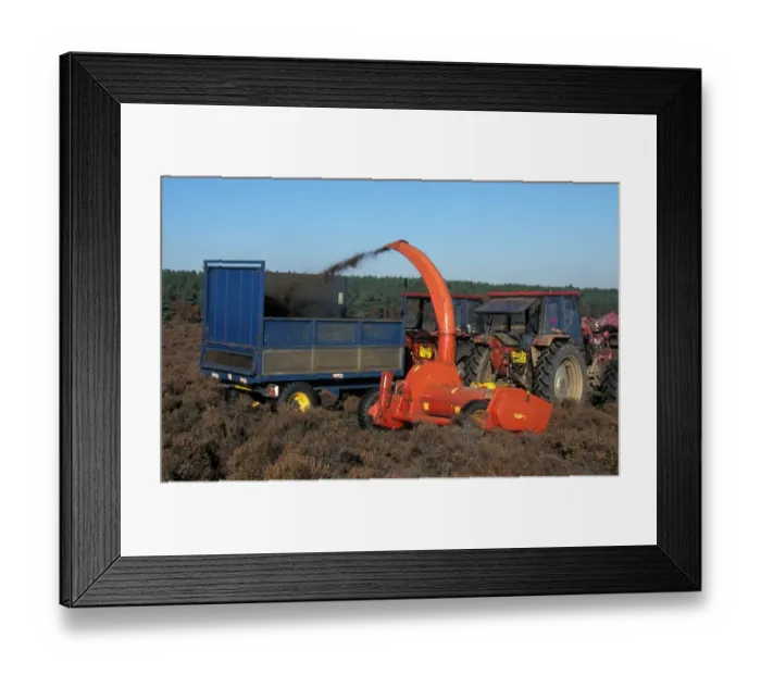 Framed Print : Conservation-RSPB Foraging Machine cutting heather to encourage regeneration, RSPB Minsmere Framed Print : Conservation-RSPB Foraging Machine cutting heather to encourage regeneration, RSPB Minsmere