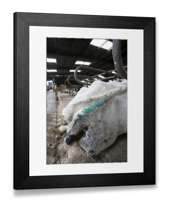 Framed Print : Reproduction management in dairy herd, marked artificially inseminated cow, England, february