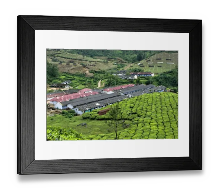 Framed Print : Tea (Camellia sinensis) crop, view of tea plantation workers housing on hillside, Munnar, Western Ghats, Kerala, India Framed Print : Tea (Camellia sinensis) crop, view of tea plantation workers housing on hillside, Munnar, Western Ghats, Kerala, India