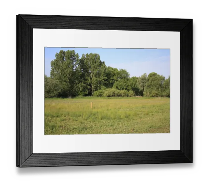 Framed Print : View of restored fen habitat, Little Ouse Headwaters Project, Parkers Piece, Thelnetham, Little Ouse Valley, Suffolk Framed Print : View of restored fen habitat, Little Ouse Headwaters Project, Parkers Piece, Thelnetham, Little Ouse Valley, Suffolk