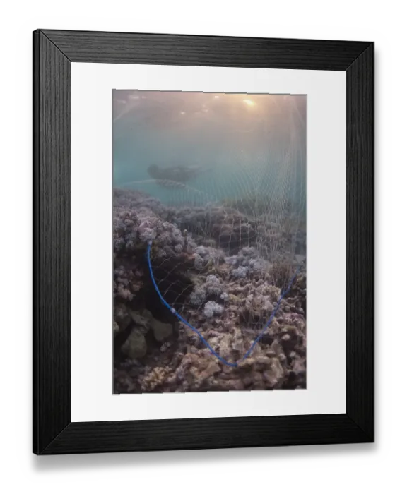 Framed Print : Fisherman swimming over reef with net, Teluk Lebateba, Lembata Island, Solor Archipelago, Lesser Sunda Islands Framed Print : Fisherman swimming over reef with net, Teluk Lebateba, Lembata Island, Solor Archipelago, Lesser Sunda Islands